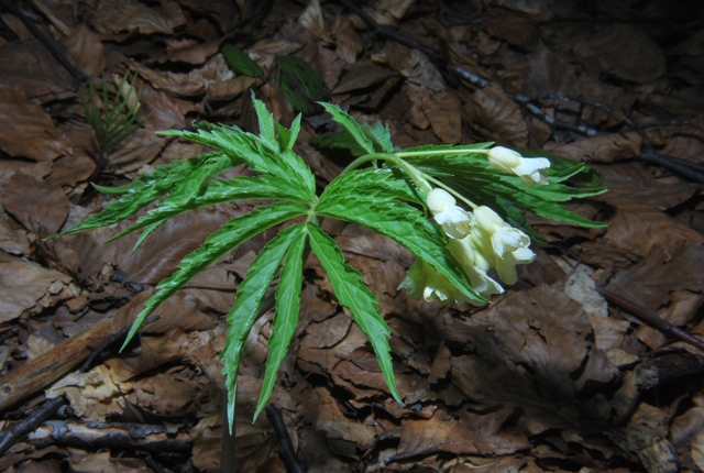 Cardamine kitaibelii / Dentaria di Kitaibel